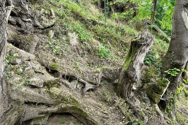 Auvers-sur-Oise: Van Gogh Self-Guided Walking Tour — image 5