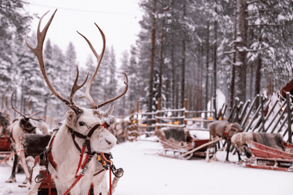 Santa Claus Village Rovaniemi Self Guided Walking Tour — image 3